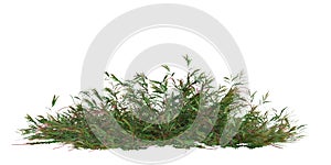 3d illustration of Grevillea Royal Mantle bush isolated on white background photo