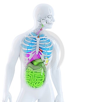 3d illustration of the human anatomy. Isolated. Contains clipping path photo