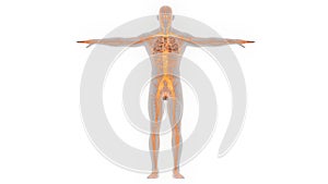 Human Body Central Nervous System Anatomy photo