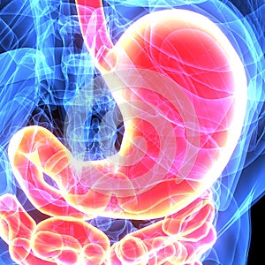 3d illustration of human body digestive system