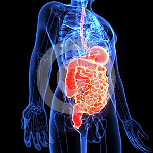 3d illustration of human body digestive system