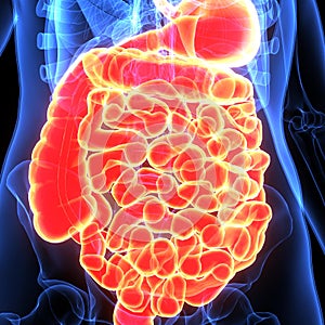 3d illustration of human body digestive system