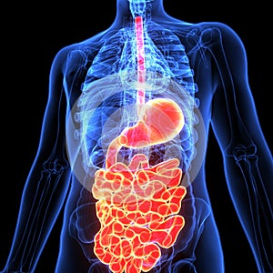 3d illustration of human body digestive system
