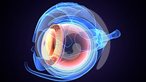 3d illustration of human body eye anatomy