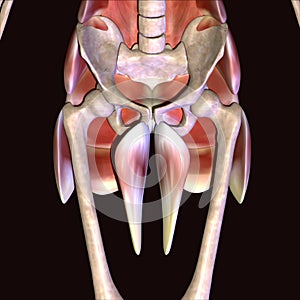 3d illustration of human body hip muscles