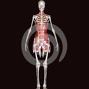 3d illustration of human body hip muscles