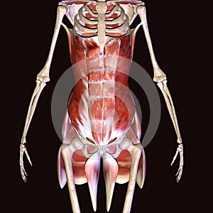 3d illustration of human body hip muscles