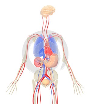 3D illustration of human body internal organs without skin photo