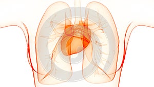 Human Body Organs Cardiovascular System with Heart Anatomy photo