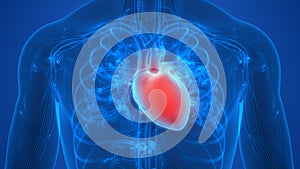 Human Body Organs Circulatory System with Heart Anatomy