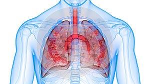 Human Body Organs Respiratory System Lungs Anatomy photo