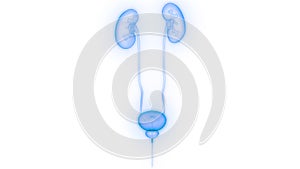 Human Body Organs Urinary System Kidneys Anatomy