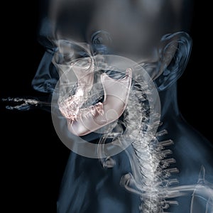 3D illustration of human body skeletal mandibula photo