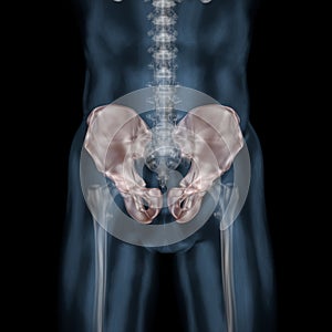 3d illustration of human body skeletal pelivs photo