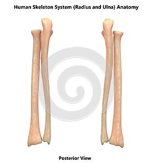 Human Body Skeleton System Bones Radius and Ulna Posterior View Anatomy