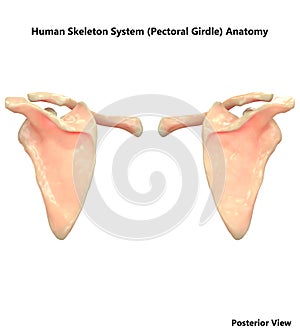 Human Body Skeleton System Pectoral Girdle Anatomy photo