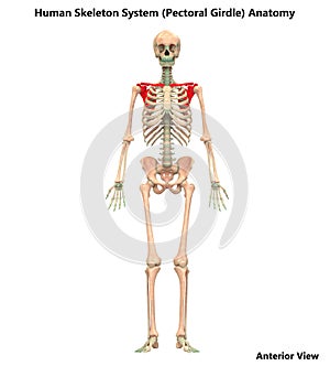 Human Body Skeleton System Pectoral Girdle Bone Joints Anatomy photo