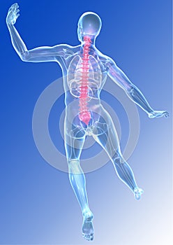 3D illustration human body transparent view of the spine detail - IlustraciÃÂ³n photo
