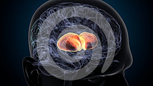 3d illustration of human brain Brain putamen Anatomy. photo