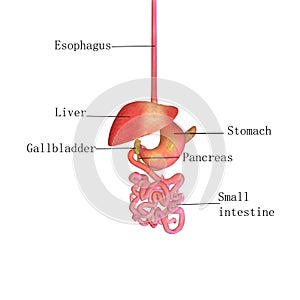 3d illustration human digestive system