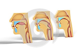 3D illustration Human head showing feeding process, otorhinolaryngology ENT, larynx, nostril, teeth, respiration and nasal mucos photo