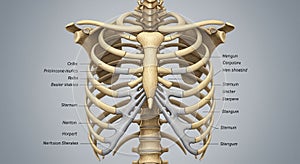 3D illustration of a human ribcage, including clavicles, sternum, and spine. The ribs photo
