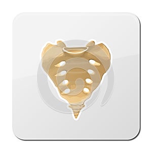 2d illustration of human skeleton . sacrum bone anatomy