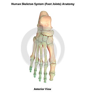 Human Skeleton System Foot Joints Anterior View Anatomy