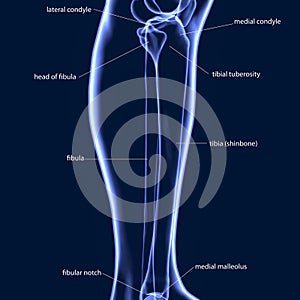 3D Illustration of Human Skeleton Tibia and Fibula Bones