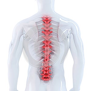 3d illustration of human spine. Isolated. Contains clipping path