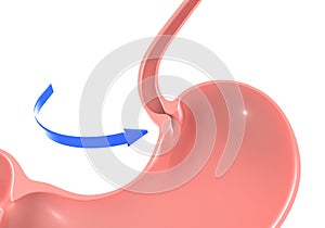 3D illustration of the human stomach, highlighting the duodenal sphincter and trachea. photo