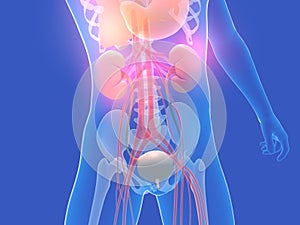 3d illustration of the human torso transperent, shown internal organs.