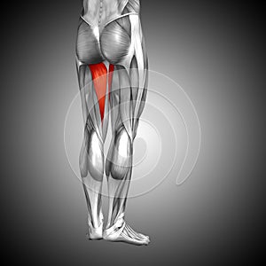 3D illustration human upper leg anatomy or anatomical and muscle