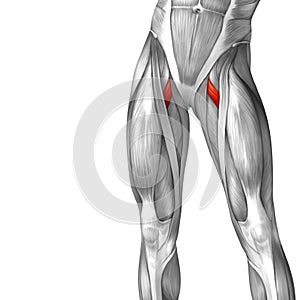 3D illustration human upper leg anatomy or anatomical and muscle isolated on white background