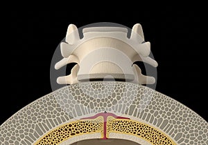 3D illustration of a human vertebra