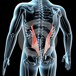 3d illustration of the iliocostalis lumborum muscles anatomical position on xray body photo