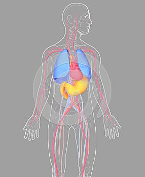 3D illustration internal organs human anatomy on gray background photo