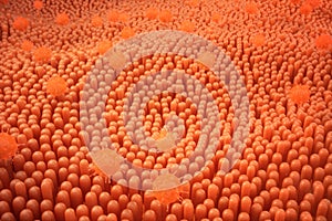 3D illustration Intestinal villi. Intestine lining. Microscopic capillary. Human intestine. Concept of a healthy or photo