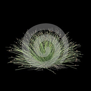 3d illustration of isolepis cernua bush isolated on black background