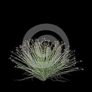 3d illustration of isolepis cernua bush isolated on black background
