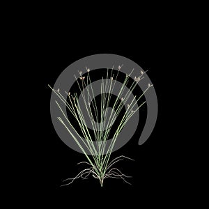 3d illustration of isolepis cernua bush isolated on black background