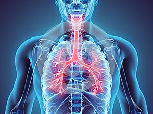 3D illustration of Larynx Trachea Bronchi. photo