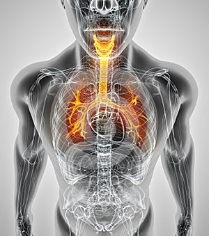 3D illustration of Larynx Trachea Bronchi.