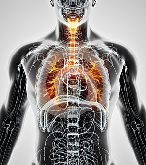3D illustration of Larynx Trachea Bronchi.