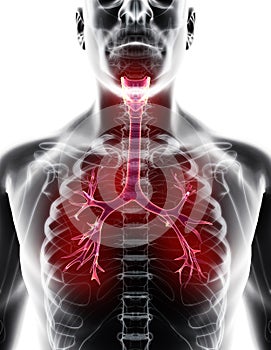 3D illustration of Larynx Trachea Bronchi.