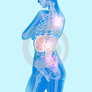 3D illustration luminous transparent internal organs photo