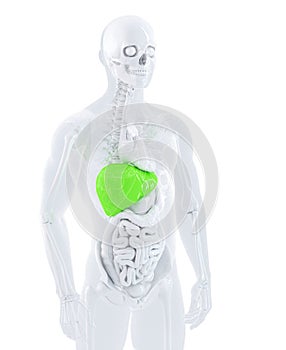 3d illustration of a male anatomy focused on male liver. Isolated. Contains clipping path