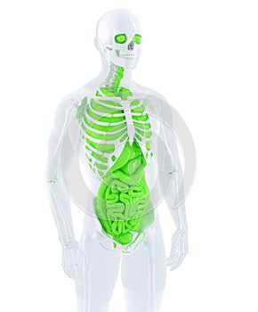 3d illustration of a male anatomy. Isolated. Contains clipping path