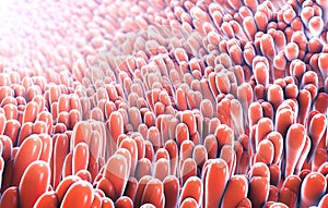 3d illustration of microscopic closeup of intestine villus photo