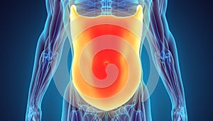 3D illustration of Obliquus Externus.